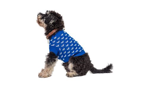 Cão usando um suéter azul aconchegante com padrões de corações brancos, perfeito para estilo e calor nos dias frios.