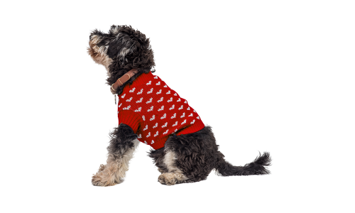Cão usando um suéter vermelho aconchegante com padrões de corações brancos, perfeito para estilo e calor nos dias frios.