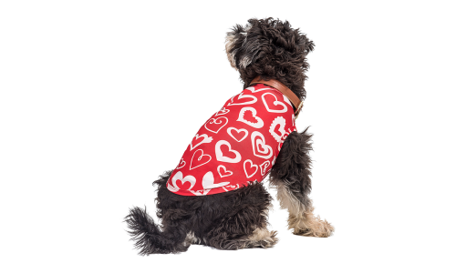 Cão usando um colete vermelho temático de Dia dos Namorados com coração vermelho e branco, estilo festivo e elegante.