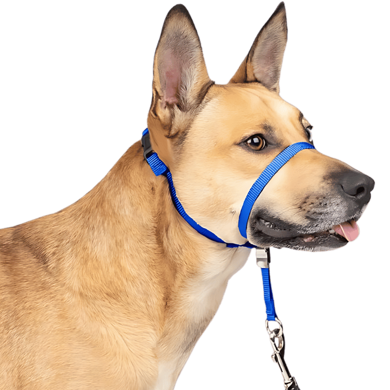 Coleira para Cabeça de Cão Antipuxão com Laço de Nariz Acolchoado Coleira de cabeça sem puxão azul, com cinto preto ajustável e almofada no nariz, tamanho pequeno, evita puxões.