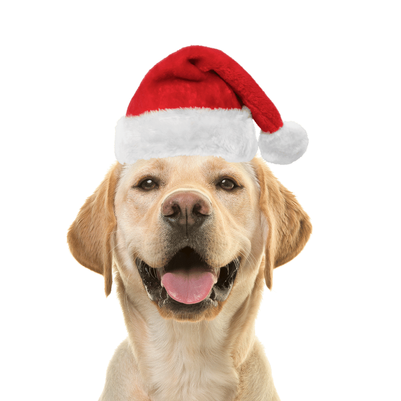 Chapéu de Pai Natal para Cães e Gatos